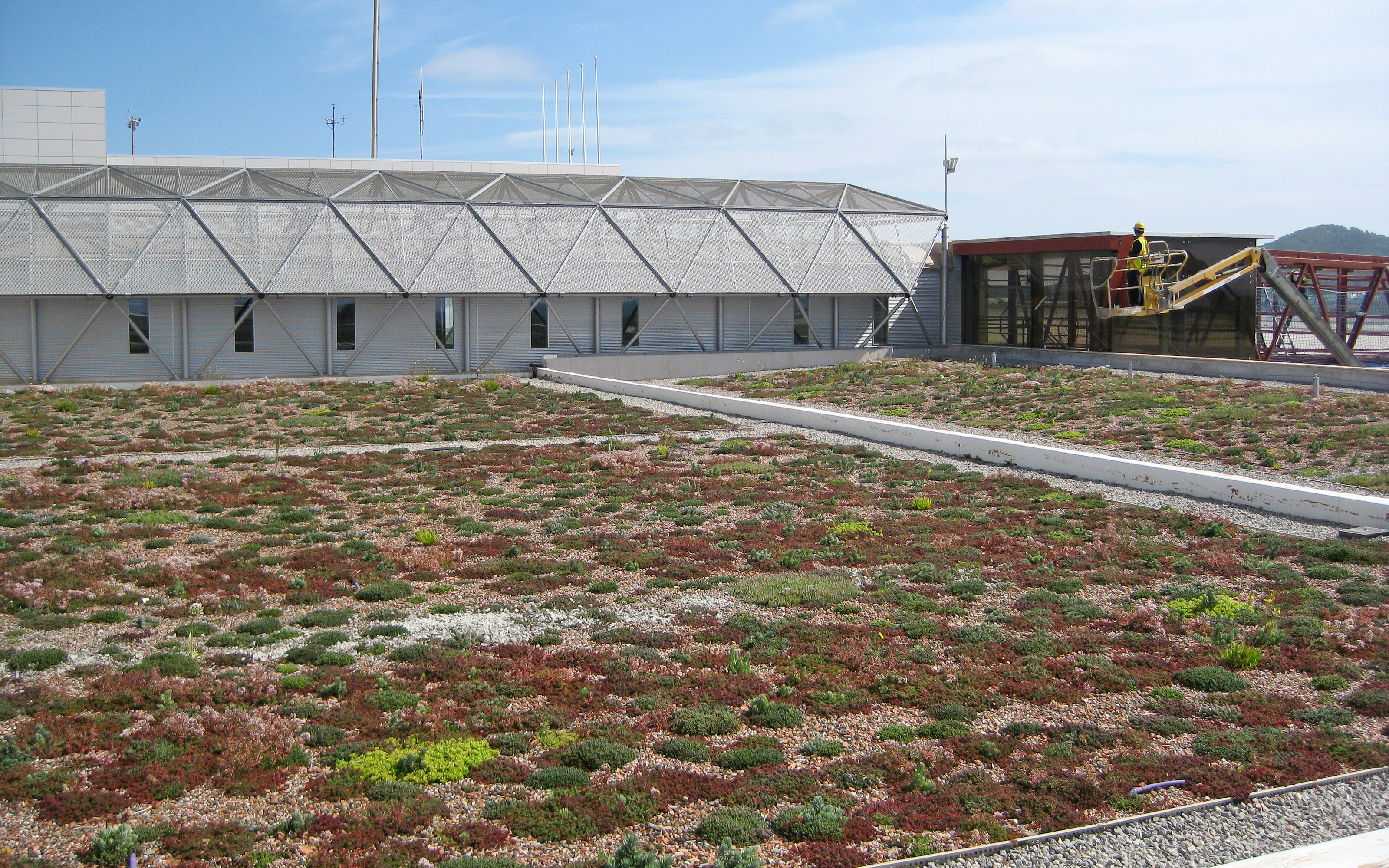 The roof area a few months after the plug plants have been planted.   Newly planted green roof